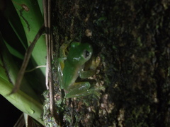 Centrolenidae