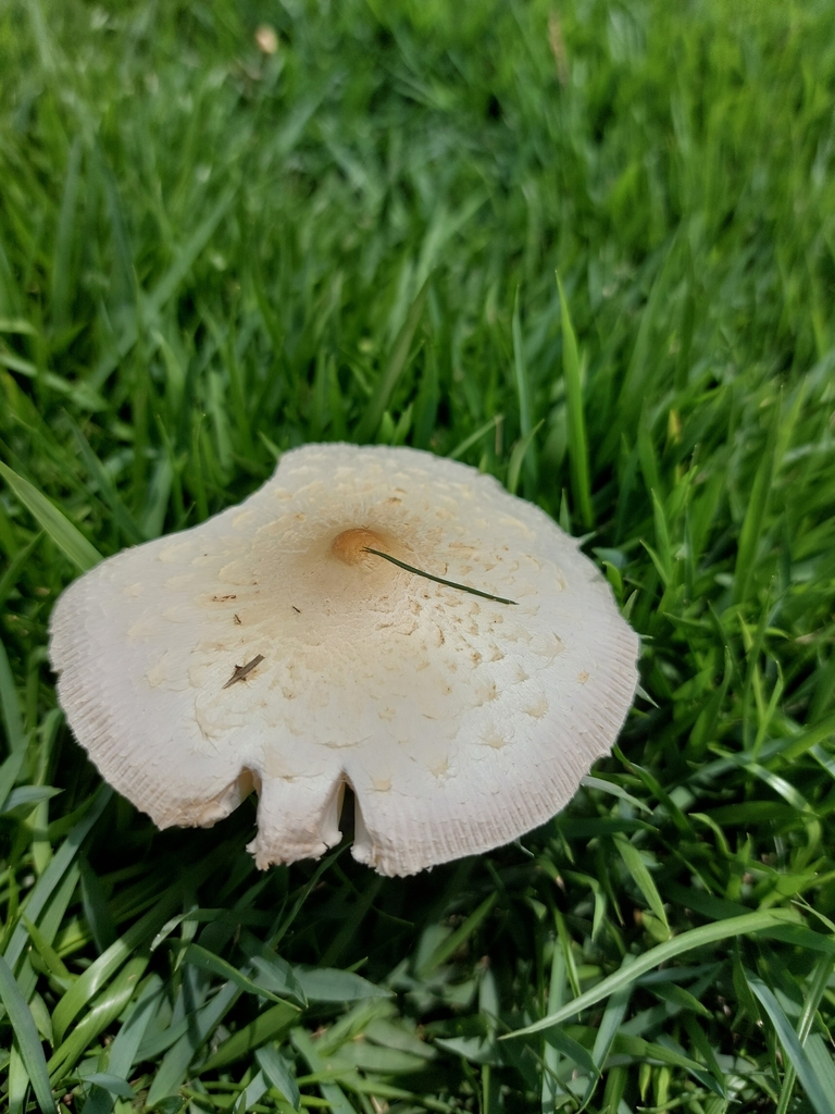 Chlorophyllum hortense · October 2023 · photo: © danielsd (iNaturalist, cc-by-nc)
