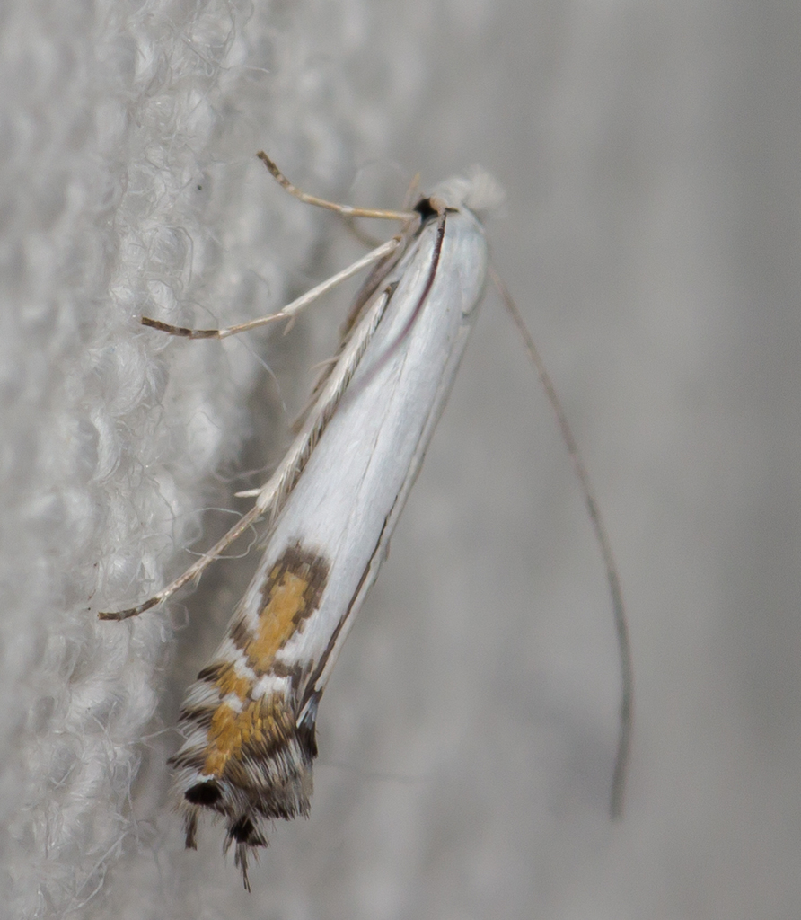 Lyonetia