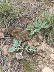 Vesper purpurascens