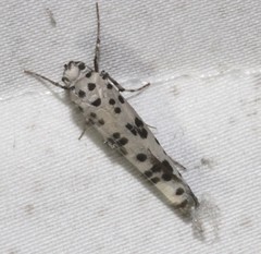 Yponomeuta pustulellus