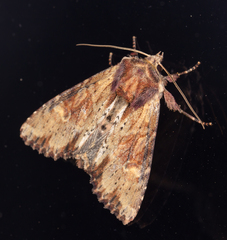 Apamea crenata