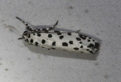 Ethmia clytodoxa