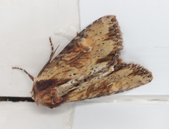 Apamea crenata