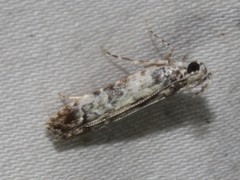 Hypatima