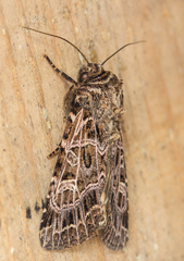 Sideridis reticulata