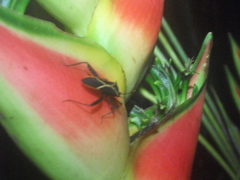 Leptoscelis conspicuus