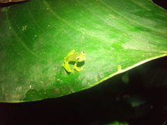 Centrolenidae