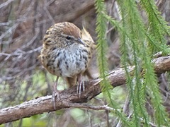 Poodytes punctatus punctatus