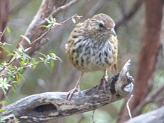 Poodytes punctatus punctatus