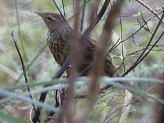 Poodytes punctatus punctatus
