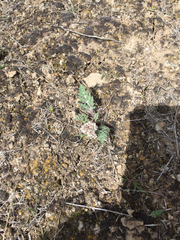 Vesper purpurascens