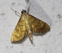 Orphanostigma abruptalis