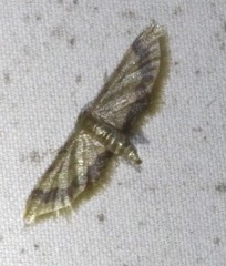Idaea trypheropa