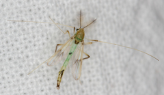 Stenochironomus gibbus