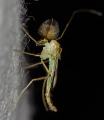 Stenochironomus gibbus