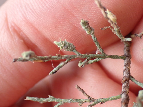 Image of Tamarix canariensis by (c) W Rao, some rights reserved (CC BY)