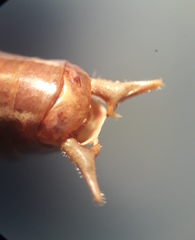 Conocephalus bilineatus