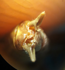 Conocephalus bilineatus