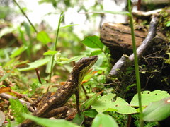 Anolis mariarum