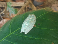 Boana rufitela