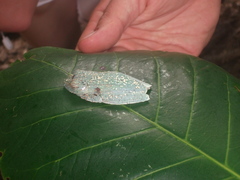 Boana rufitela