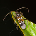 Ant Plant Bug - Photo (c) Shamil Murtazin, some rights reserved (CC BY-NC), uploaded by Shamil Murtazin