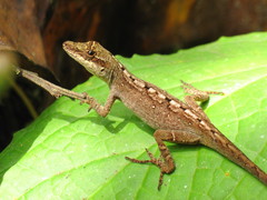 Anolis mariarum