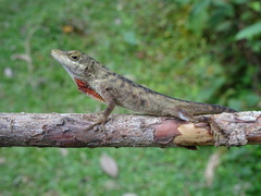 Anolis mariarum