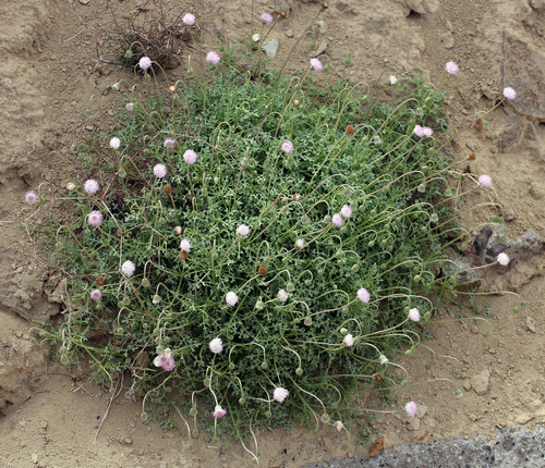Hofmeisteria