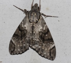 Psilogramma menephron