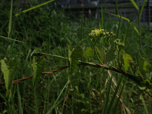 Image of Merremia hederacea by (c) chiuluan, some rights reserved (CC BY)