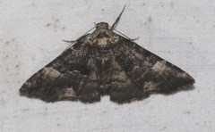 Aporoctena scierodes