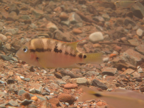 Diquis cichlid (Cribroheros diquis) — Cichlidae — 5