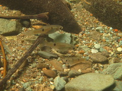 Few-Spotted Toothcarp photo 2