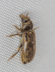 Heterocerus fenestratus