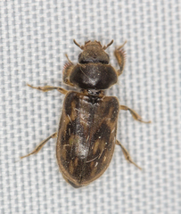 Heterocerus fenestratus