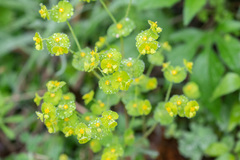 Euphorbia roemeriana