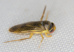 Corixa