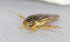 Corixa