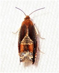 Ancylis muricana