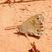Hyponephele davendra - Photo (c) Simon Plat, some rights reserved (CC BY-NC), uploaded by Simon Plat