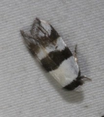 Zonopetala decisana