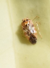 Tropidosteptes quercicola