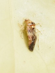 Tropidosteptes quercicola