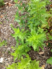 Conoclinium dissectum