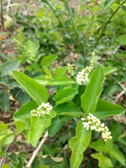 Citharexylum berlandieri