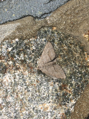 Digrammia pallorata