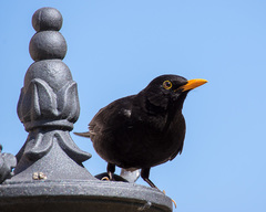Turdus merula cabrerae