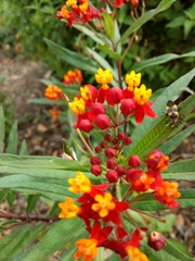 Asclepias curassavica